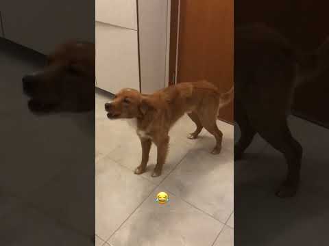 KLARNETE EŞLİK EDEN KÖPEĞİMİZ