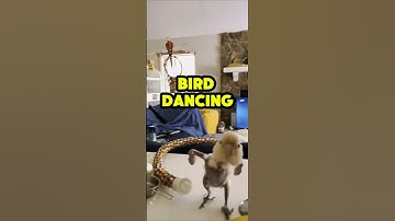 BIRD DANCING #shorts #animation #sprunki