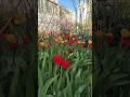 Запорожье САДЫ ЛУЖАЙКИ ГОРОДА #beautifulukraine #запорожьесегодня #travel #smartphone