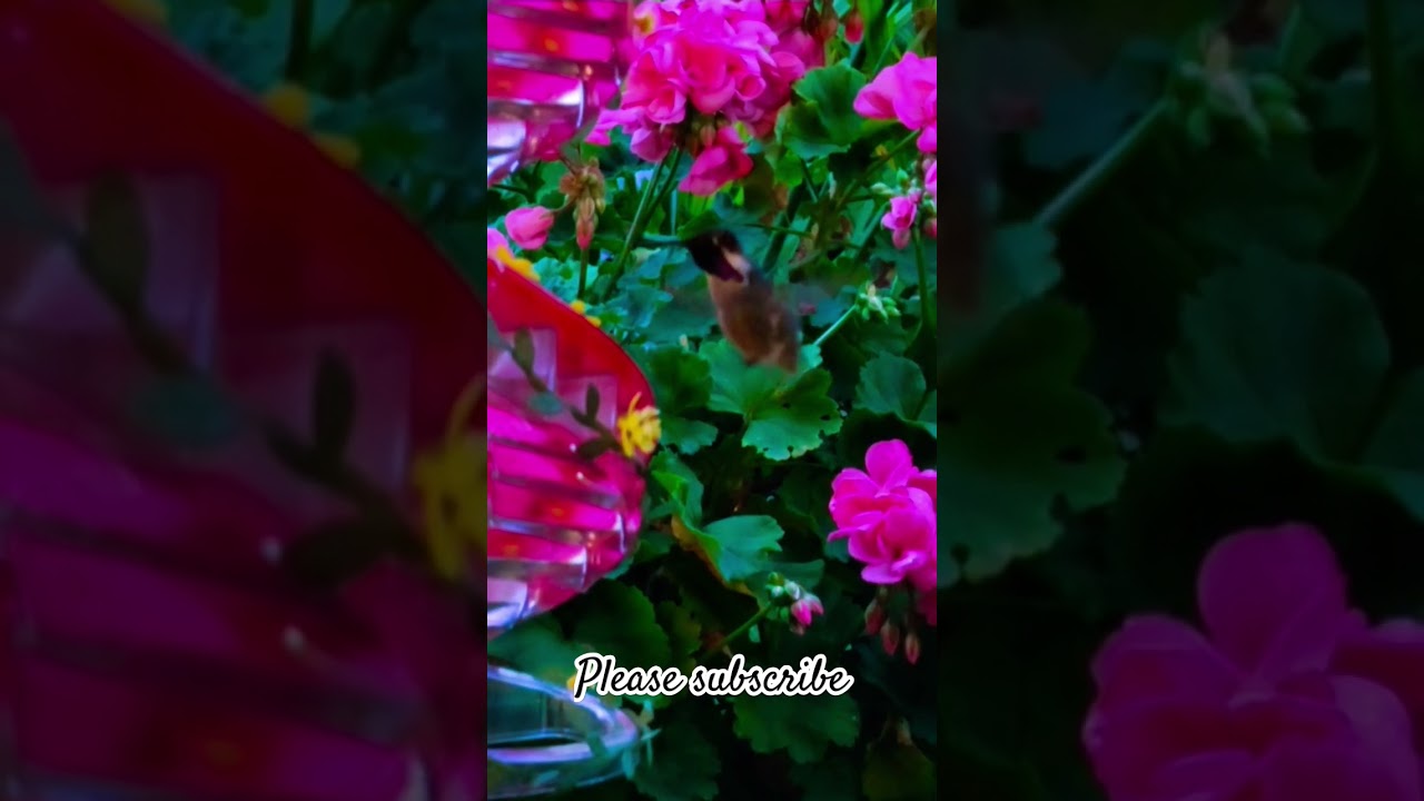 Hummingbird SECRETS Nobody Talks About