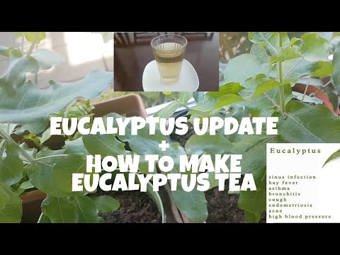 EUCALYPTUS PLANTS UPDATE + യൂക്കാലിപ്റ്റസ് ടീ എങ്ങനെ ഉണ്ടാക്കാം || ഗ്രീൻ ഹോം