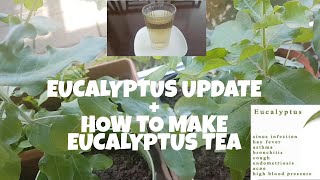 EUCALYPTUS PLANTS UPDATE + HOW TO MAKE EUCALYPTUS TEA || Shiela Jolo