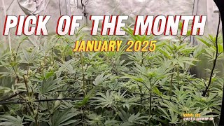 Green Magic Gardening | PICK OF THE MONTH | Jan 2025 | Wot's growin on