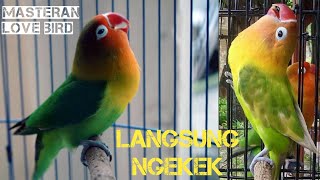 Download Lagu Love bird ngekek | Masteran Love bird | Sekali Pancing langsung ngekek l Pancingan Love bird MP3