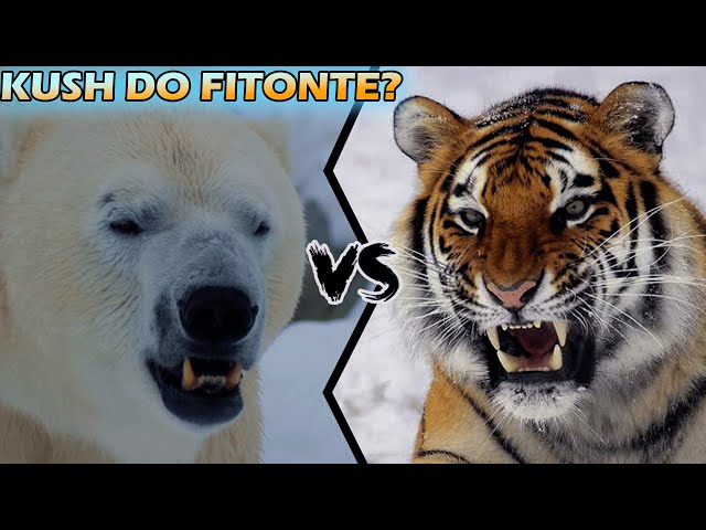 Tigri Siberian VS Ariu Polar, Kush është më i fortë | ALB EXPLORER class=