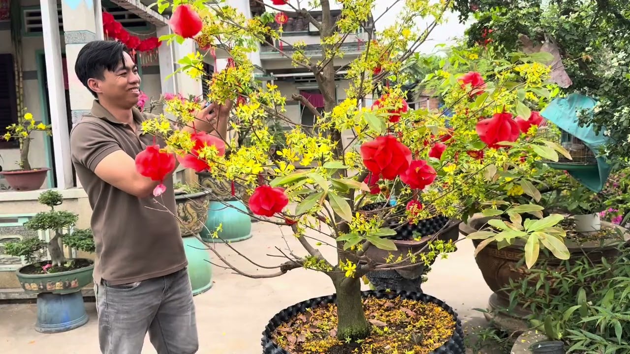 Khi chơi mai vàng sau Tết cần làm gì cho mùa sau cây phát triển tốt #maivang #tuquymietbuon #kieng