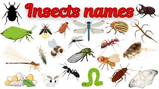🐞 Amazing Insects for Kids – Part 2 | Learn Insect Names in English 🦋 @BigCuriousKids