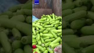 Hal Esnafı Çöpe Atılan Sebzeleri Görünce Isyan Etti