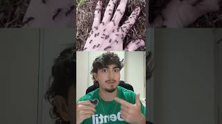 Quantas mordidas de uma formiga te matariam?