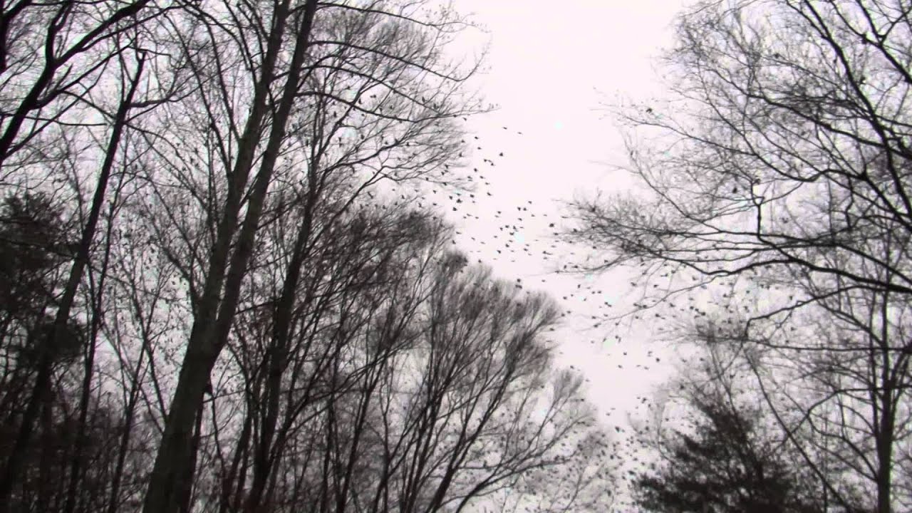 Huge Grackle flock flying over