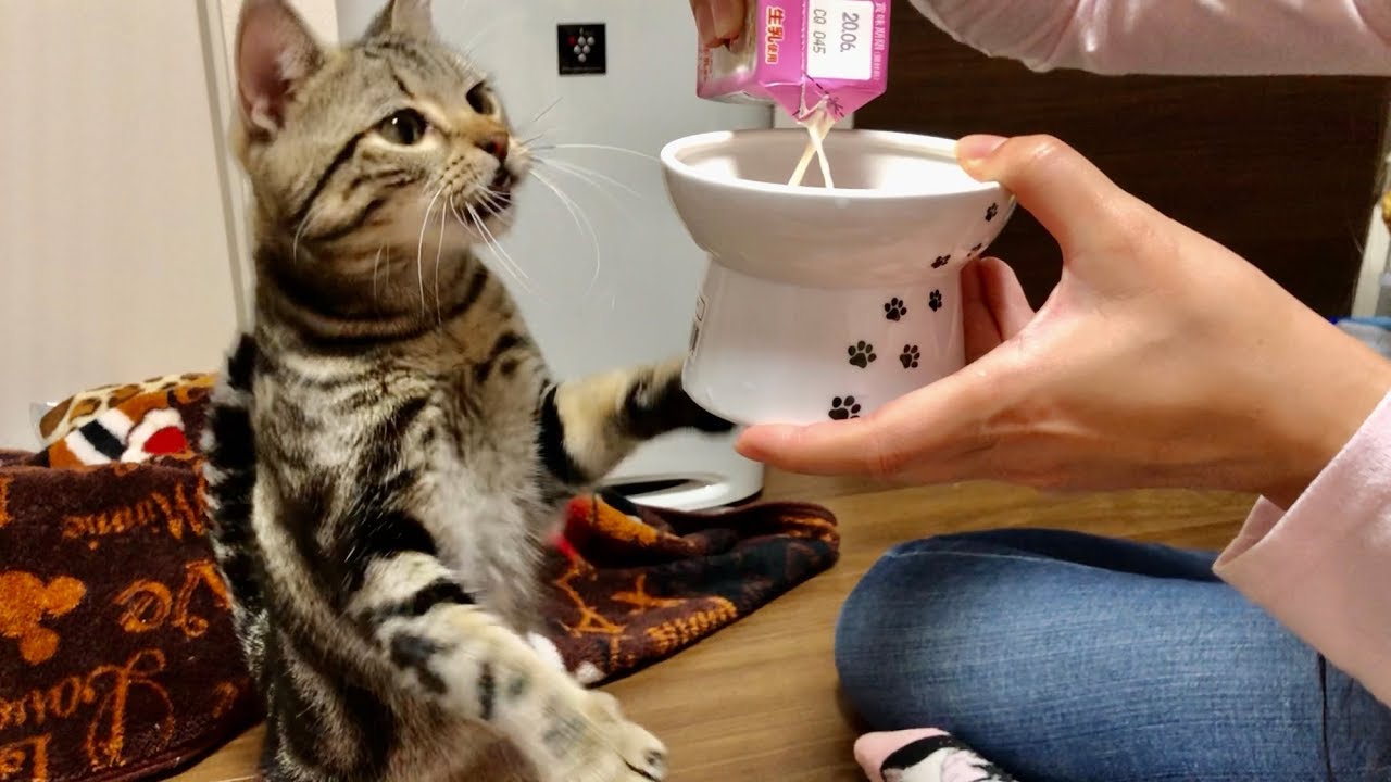 あまりの美味しさに アメリカンショートヘアの猫が喋る ねこのきもちweb Magazine