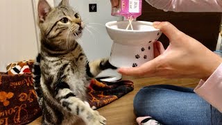 ミルクに興奮し過ぎてお喋りしながら猛スピードでガブ飲みする猫ｗ