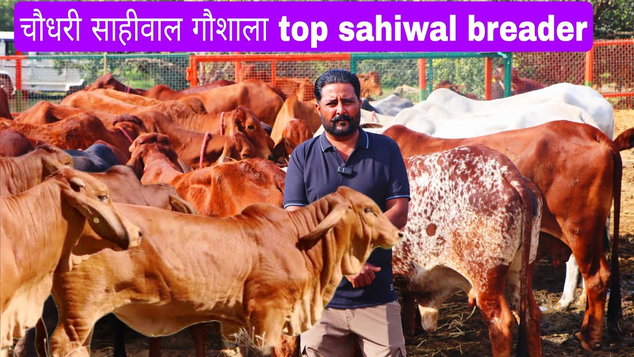 फ्री में कमाई हो रही।। साहीवाल ब्रीडर राजेश के पास आज 100 से भी ऊपर का खर्चा ओर कमाई कैसे हो रही है 