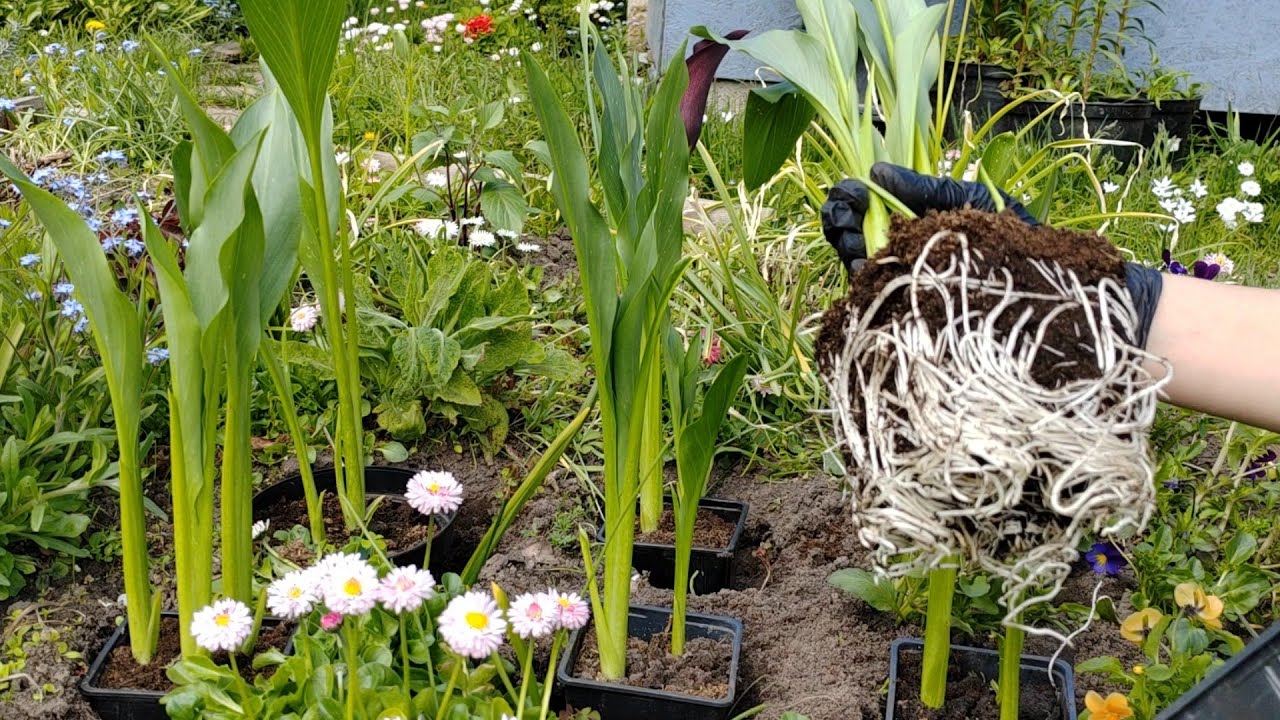 Каллы. Высадка в грунт