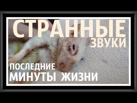 БРУКСИЗМ  СКРЕЖЕТ ЗУБАМИ  Крыса издаёт странные звуки Звук крысы  Ультразвук  Последние минуты жизни