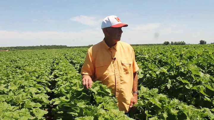 California sunflower seed production