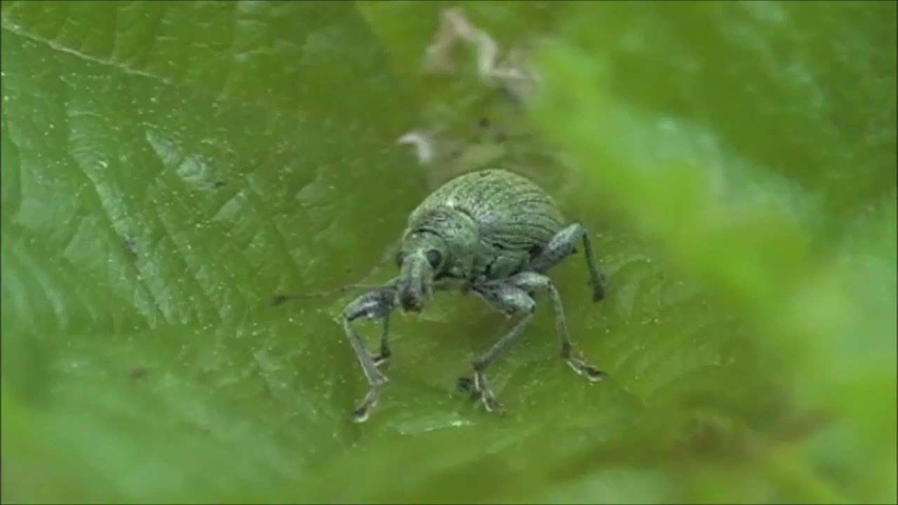 Футаж долгоносик крапивный/Footage nettle weevil/Phyllobius urticae