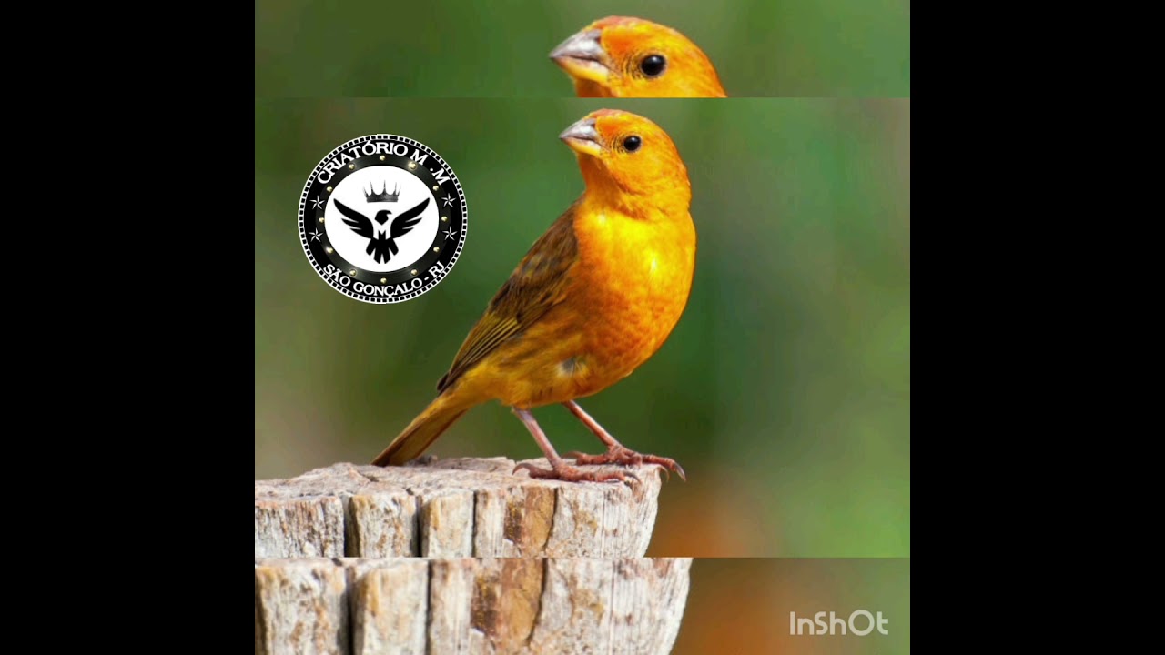 Canário da Terra 4 notas Ótimo para ensinar filhotes