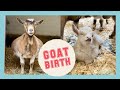 Mama Goat Gives Birth to FOUR Healthy Kids