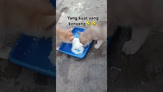 Yg Kuat Yg Berkuasa husky anabul siberianhusky dogloversdog puppy lucu anjing