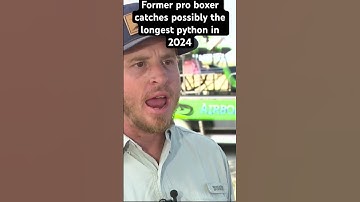 Former pro boxer catches possibly the longest python in Florida in 2024 #wild florida