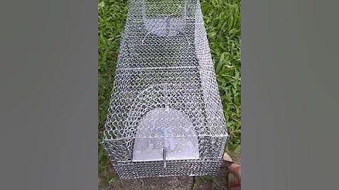 Bẫy chuột thông minh , bẩy chuột tự động , hiệu quả và an toàn. Loại lớn 2 cửa