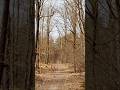 through the forest | light and rhythm