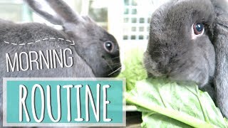 Rabbit Morning Routine 2017
My morning routine for rabbits for 2017!
(My mic was staticy is this for some reason as well?)
less than 3
Get 15% Off your SmallPetSelect order!: https://mbsy.co/smallpetselect/42967578
Thanks for watching!
Pets:
Storm: Rabbit_Male_Mixed Breed
Misty: Rabbit_Female_Holland Lop
Willow: Cat_Female
How I built my DIY cage: https://www.youtube.com/edit?o=U&video_id=PSPusw2jS9M
Video Requests are Highly Appreciated!
OTHER CHANNEL: https://www.youtube.com/channel/UCzlOsDUXhksvO4dj0iQb_Tw
INSTAGRAM: https://instagram.com/stormyrabbits
TWITTER: https://twitter.com/StormyRabbits
SNAPCHAT: stormyrabbits
MUSIC: Youtube Music, https://www.youtube.com/channel/UC-B3l3dgbIk2lOkUpHkpCDQ , or NCS: https://www.youtube.com/user/NoCopyrightSounds
Other Video Credits: https://www.youtube.com/user/GlamSolutions
Camera: Canon T5i
Editor: Final Cut Pro
NOTE: I am not a professional and dont claim to be, If you have an emergency PLEASE call a vet. Rabbit Morning Routine 2017