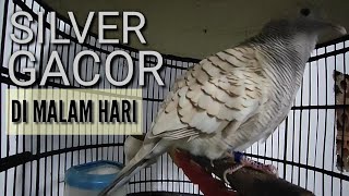 Download Lagu Perkutut Silver Gacor Suka Memancing Lawan MP3