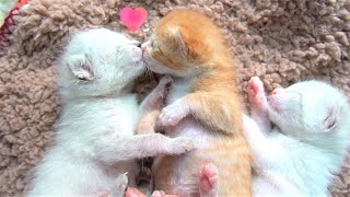 【保護子猫】何度もチューしちゃう仲良しな赤ちゃん猫【生後11日】Angel kiss