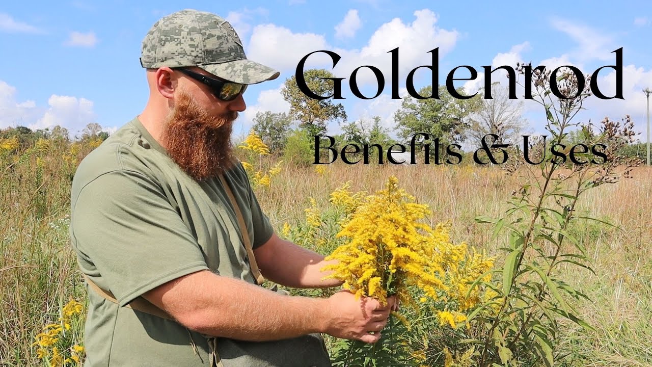 Goldenrod Benefits and Uses YouTube