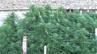 10-11-14 - Grow Site 3 Update - Outdoor(reupload)