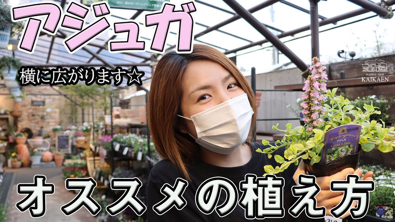 アジュガ 育て方と植える時のポイント おうちでガーデニング 開花園チャンネル Youtube