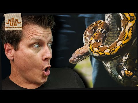 What is a Dwarf Retic... REALLY?