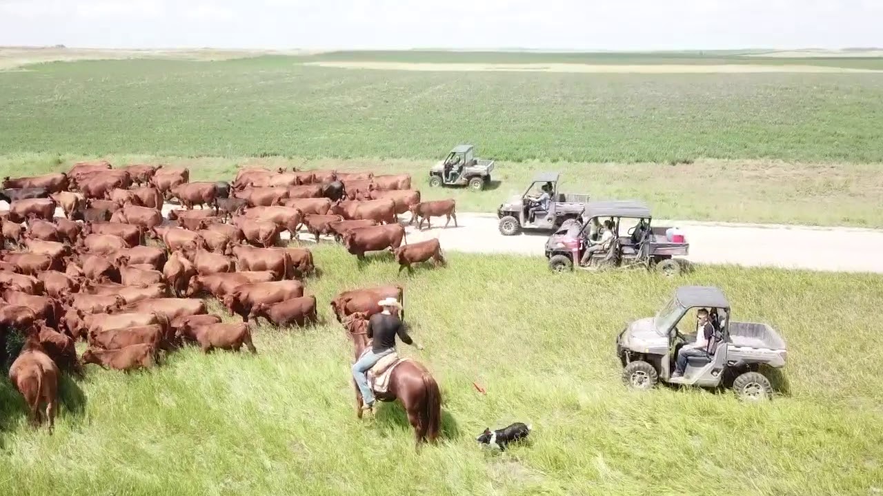 Drone Footage - Moving Cows 4