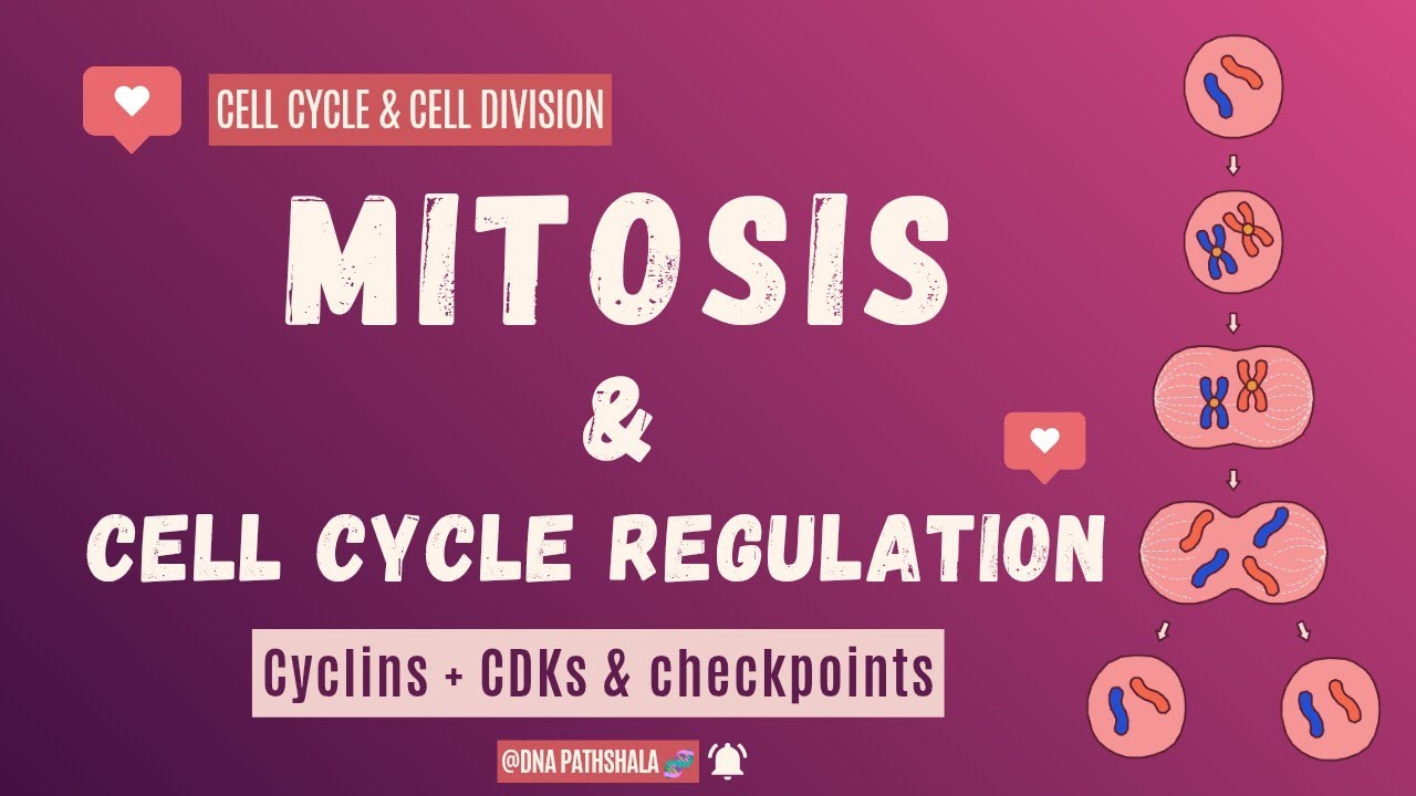 Cell Division – Mitosis | Cell Cycle Regulation (Cyclin & CDKs) | Checkpoints (G1, G2 & spindle)