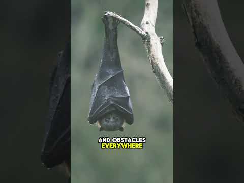 The Bat’s Superpower – Nature’s Real-Life Radar! #shorts #viral