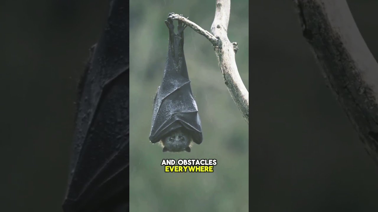 The Bat's Superpower – Nature's Real-Life Radar!
