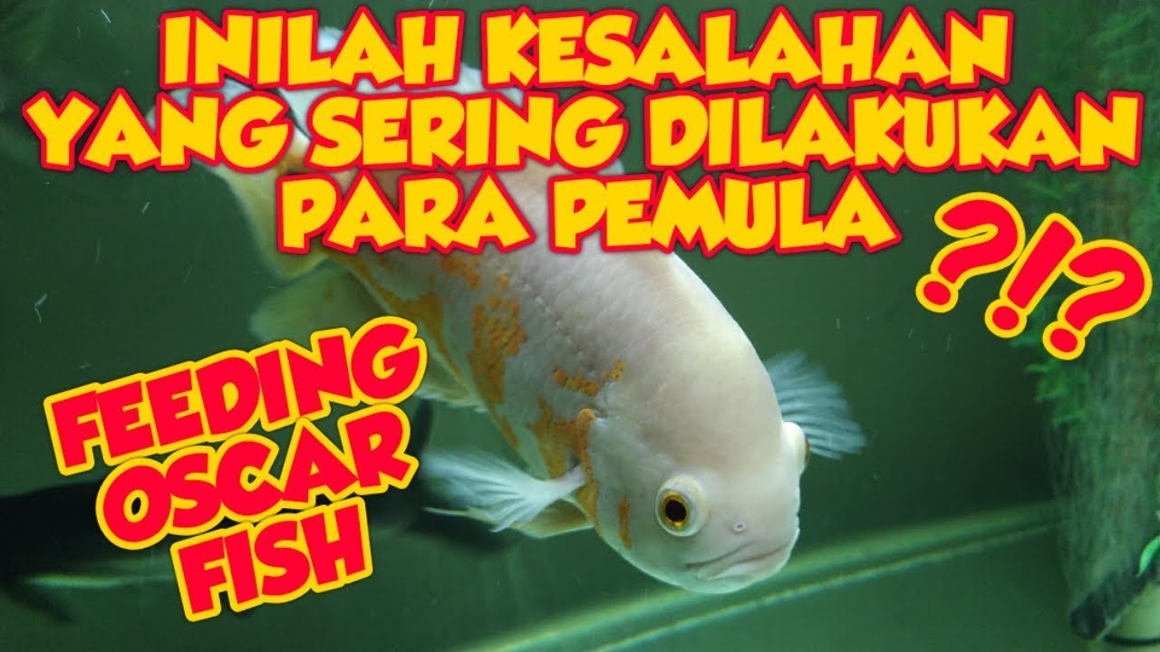 CARA MEMBERI MAKAN IKAN OSCAR