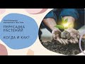 521. Пересадить весной или в августе?  Или отправить в прикопку? А это как?