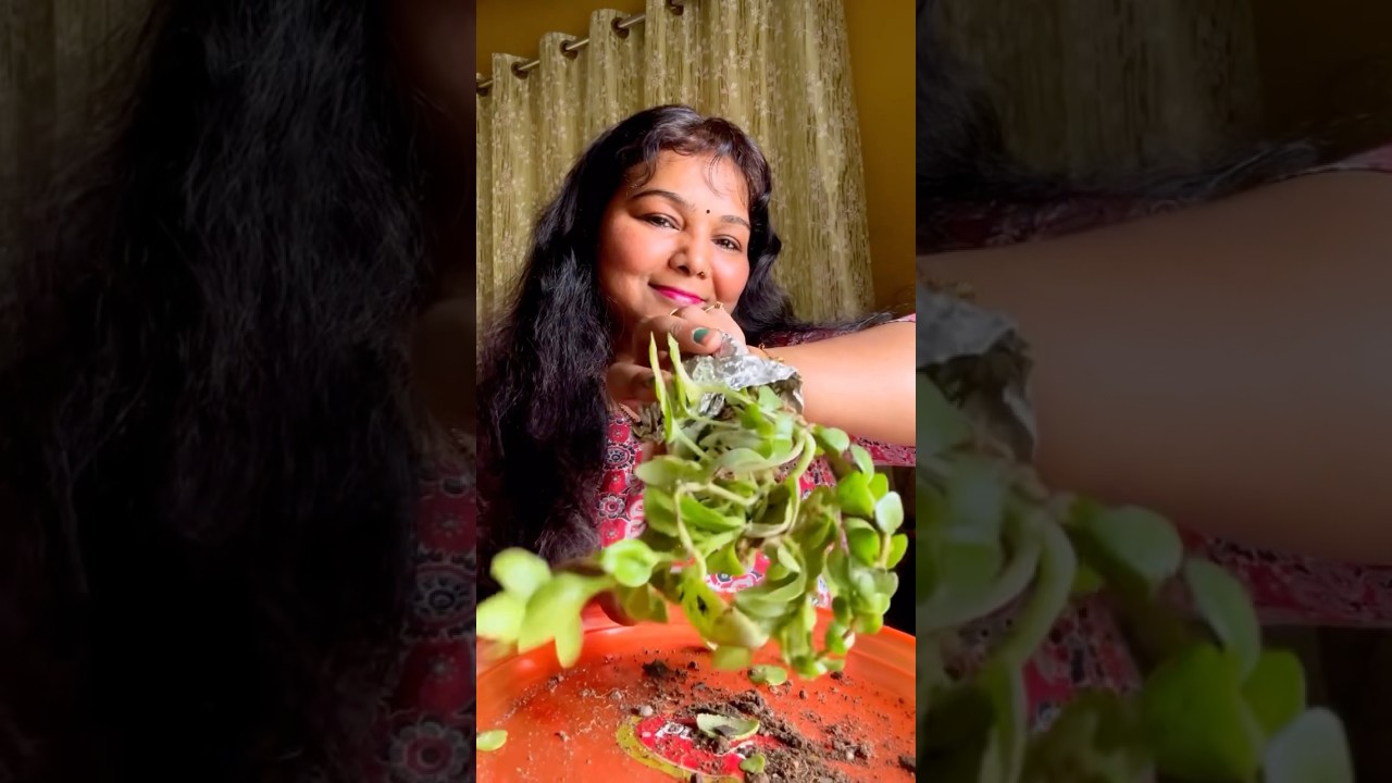 plant exchange,plant swap,the plant exchange,plants,come plant swapping with me,plant exchange