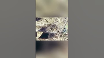 Cuộc Chiến Sinh Tồn: Chim Chẹo Đất Đối Đầu Rắn Đuôi Chuông!