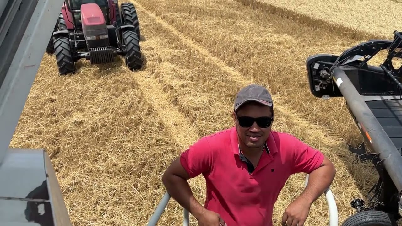 Ta seco el trigo meneco?