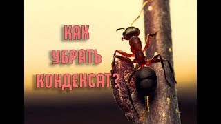 ⁣Как убрать конденсат в формикарии | Эффективный и простой способ