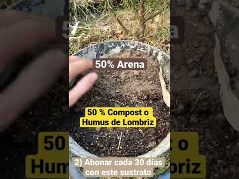Video: Plantas de jardín 'bien establecidas': cuánto tiempo hasta que las plantas estén bien establecidas