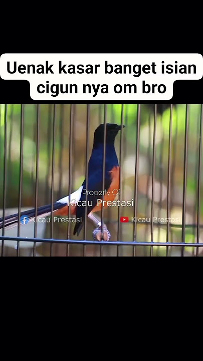 Kasar banget isian cigun ini