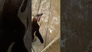 Funny penguins dance moves... #funny #dance
