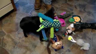 Cotton Schipperke's & Hound: Stormi Skye Cotton's 1st birthday party by Cotton Schipperkes 781 views 3 years ago 8 minutes, 12 seconds