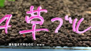 草ぶるソイル　#ローキーズ札幌