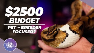Famous Focus on PETS or BREEDERS with $2500 Ball Python Budget? | #ballpython #snake #reptiles Wealth